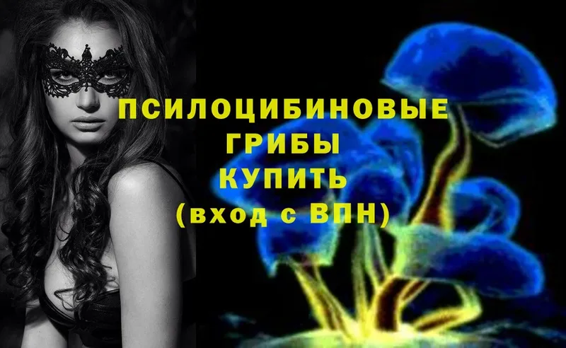 Галлюциногенные грибы Psilocybe  купить  цена  Кировск 